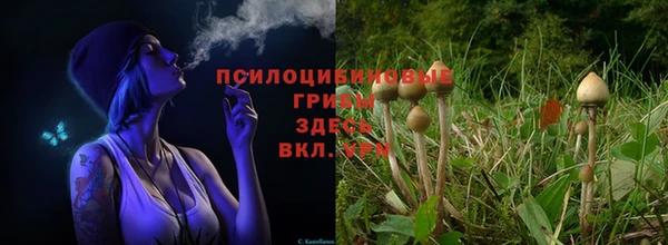 сатива Медногорск
